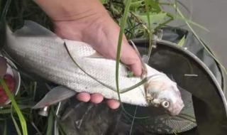 忘不了鱼国内能养殖吗 忘不了鱼多少钱一斤