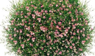 椰子满天星哪个颜色好看 十部颜色满天星电影