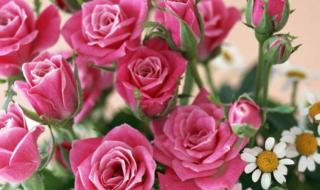 千山万水是什么动物 山里人家是什么生肖